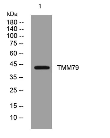 TMM79 rabbit pAb