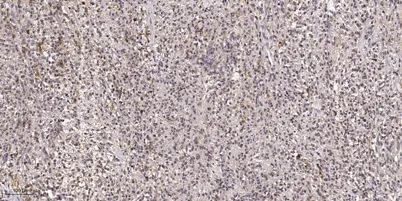 ATG14L Rabbit rabbit pAb - image 1
