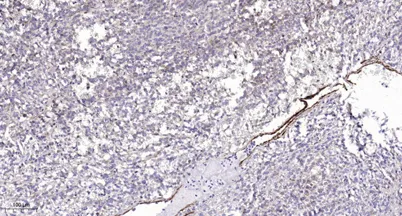 Pdcd-1 rabbit pAb - image 1