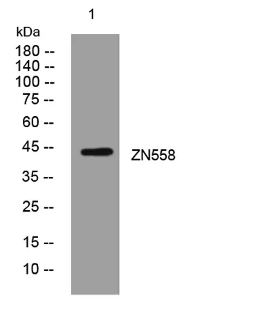 ZN558 rabbit pAb - image 1