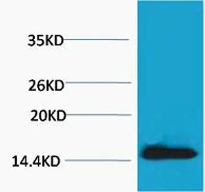 Histone H2A.X (Phospho Tyr142) rabbit pAb