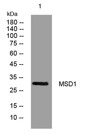 MSD1 rabbit pAb