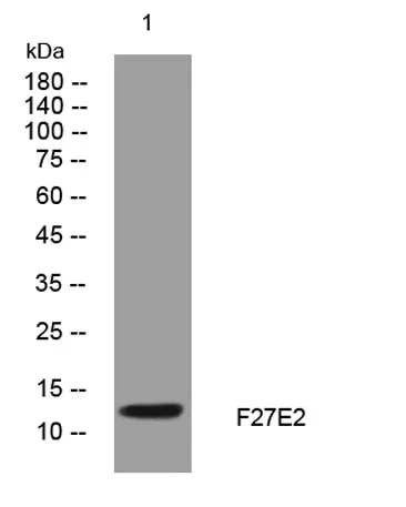 F27E2 rabbit pAb