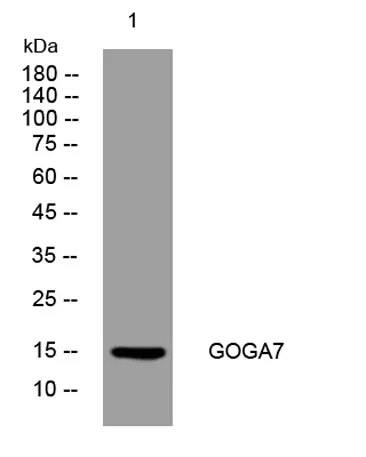 GOGA7 rabbit pAb