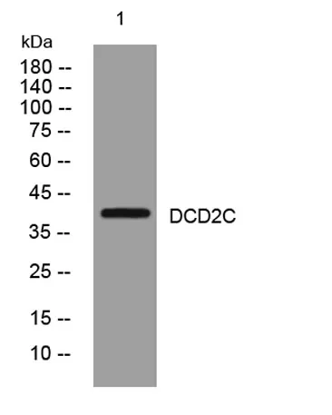DCD2C rabbit pAb