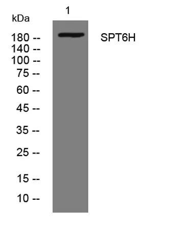 SPT6H rabbit pAb