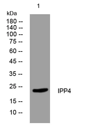 IPP4 rabbit pAb