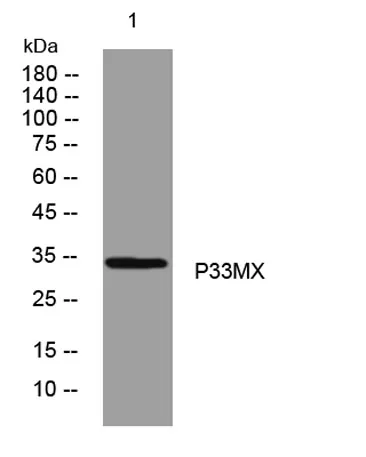 P33MX rabbit pAb