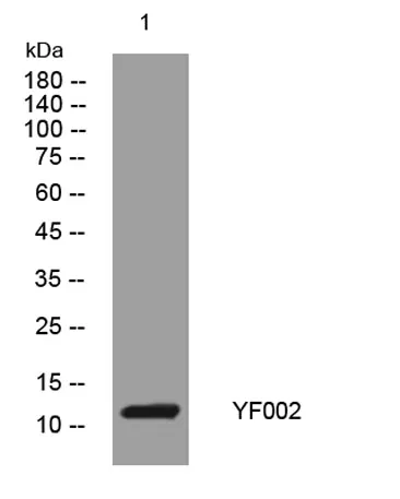 YF002 rabbit pAb