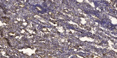 Rev-erbα (phospho-Ser55/59) rabbit pAb - image 1