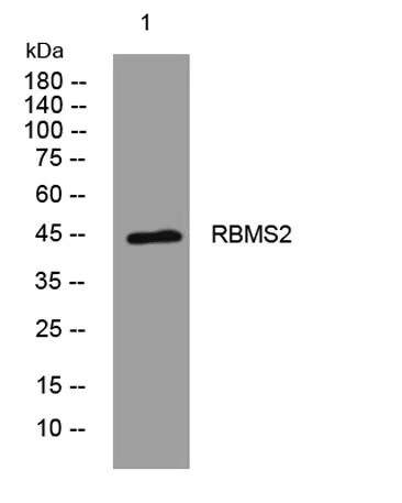 RBMS2 rabbit pAb - image 1