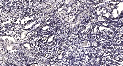 MCM2 (phospho-Ser139) rabbit pAb - image 1
