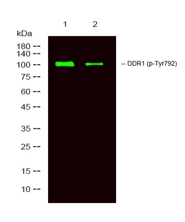 DDR1 (phospho-Tyr792) rabbit pAb - image 1