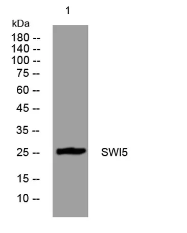 SWI5 rabbit pAb