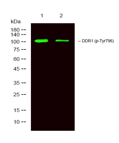 DDR1 (Phospho Tyr796) rabbit pAb - image 1