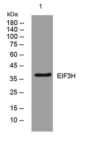 EIF3H rabbit pAb