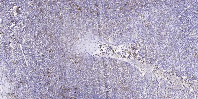 EPHA1 (Phospho-Tyr605) rabbit pAb
