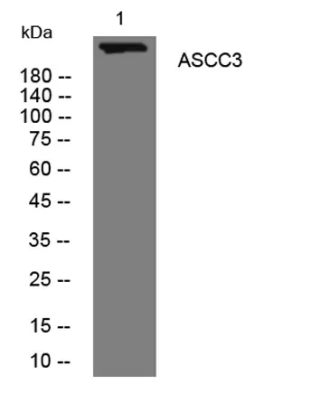 ASCC3 rabbit pAb - image 1