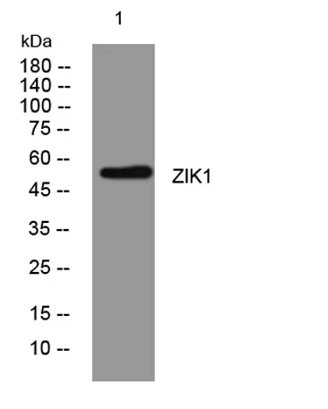 ZIK1 rabbit pAb