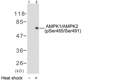 AMPKα1 (phospho-Ser485) rabbit pAb