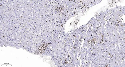 Mre11 (phospho-Ser676) rabbit pAb - image 1