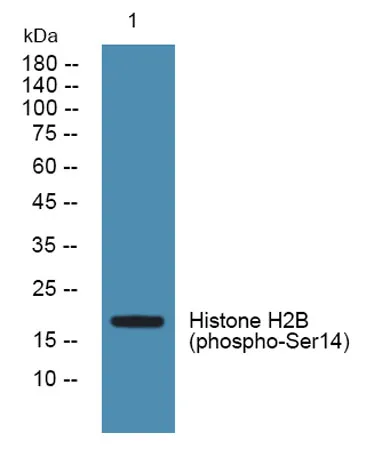 Histone H2B (phospho-Ser14) rabbit pAb - image 1