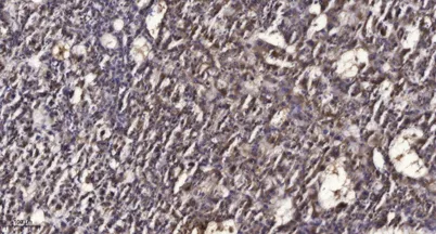 Rad50 (phospho-Ser635) rabbit pAb