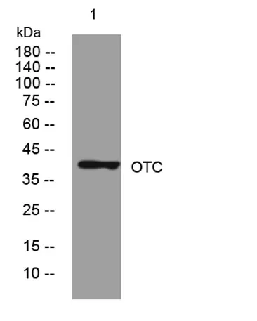 OTC rabbit pAb