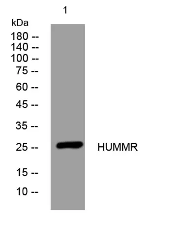 HUMMR rabbit pAb