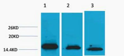 Histone H3 (Di Methyl Lys36) rabbit pAb - image 1