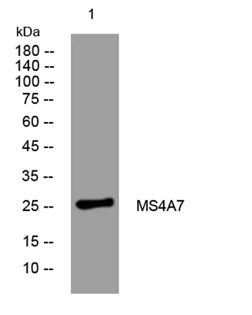MS4A7 rabbit pAb