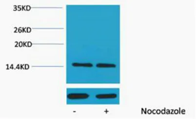 Histone H2A (Phospho Ser129) rabbit pAb - image 1