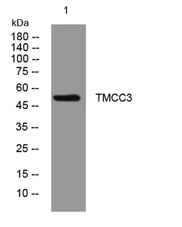 TMCC3 rabbit pAb - image 1