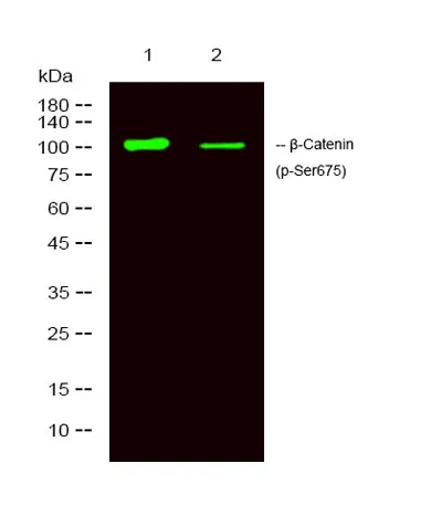 β-Catenin (phospho-Ser675) rabbit pAb - image 1