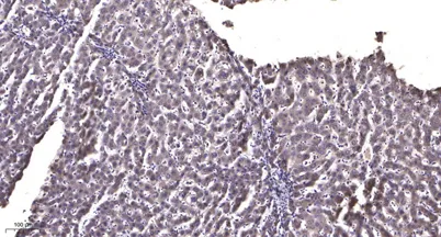 COX6B2 Rabbit pAb - image 1