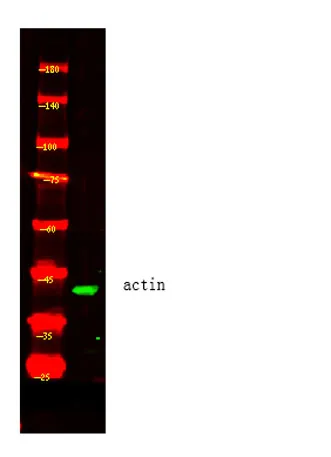 Actin beta Rabbit pAb (Yeast) - image 1