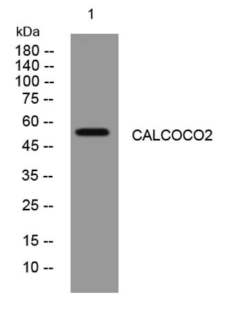 CALCOCO2 rabbit pAb - image 1