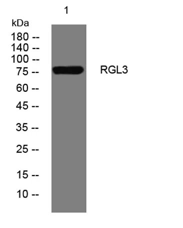 RGL3 rabbit pAb - image 1