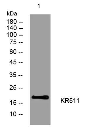 KR511 rabbit pAb