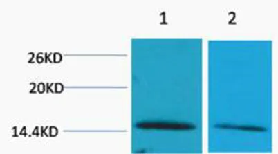 Histone H2B (Di Methyl Lys43) rabbit pAb - image 1