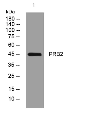 PRB2 rabbit pAb - image 1