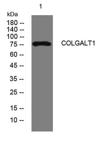 COLGALT1 rabbit pAb