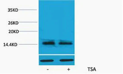 Histone H2A.X (Acetyl Lys5) rabbit pAb - image 1