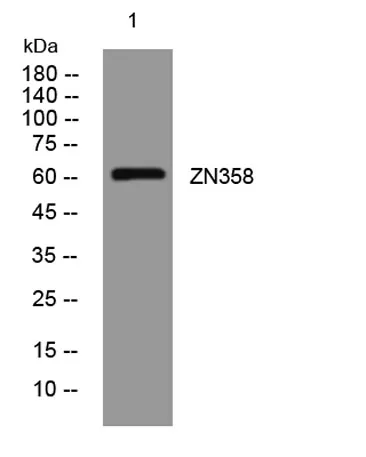 ZN358 rabbit pAb
