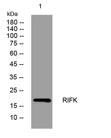 RIFK rabbit pAb