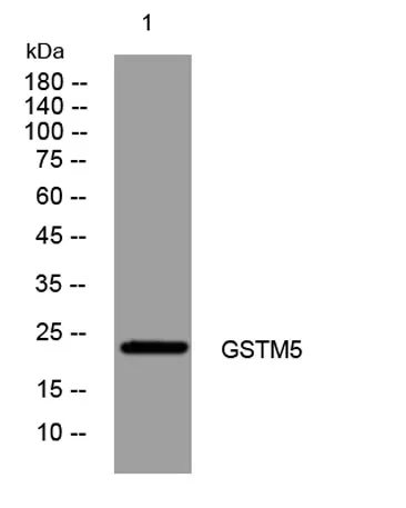 GSTM5 rabbit pAb - image 1