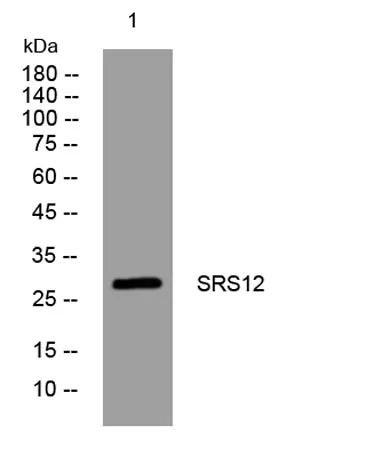 SRS12 rabbit pAb