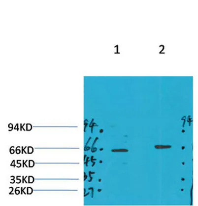 GABA A Receptor α4 rabbit pAb - image 1