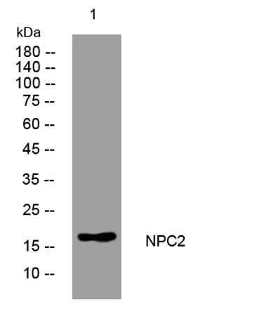 NPC2 rabbit pAb - image 1