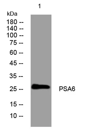 PSA6 rabbit pAb